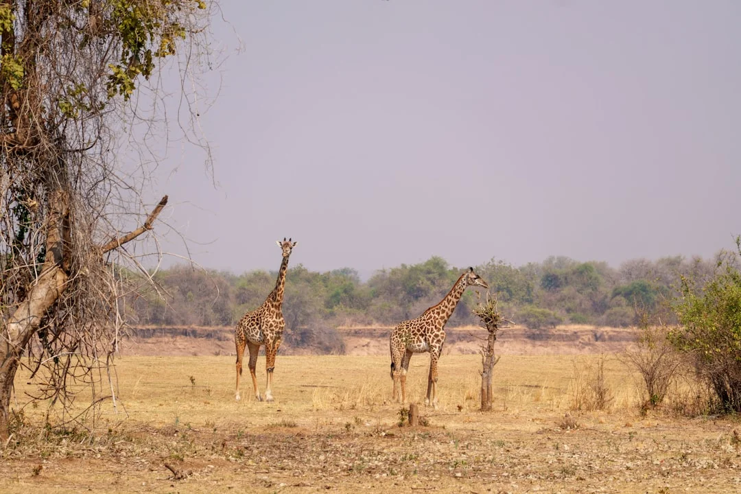 17-Day Great Migration Photographic Safari Safari Overview