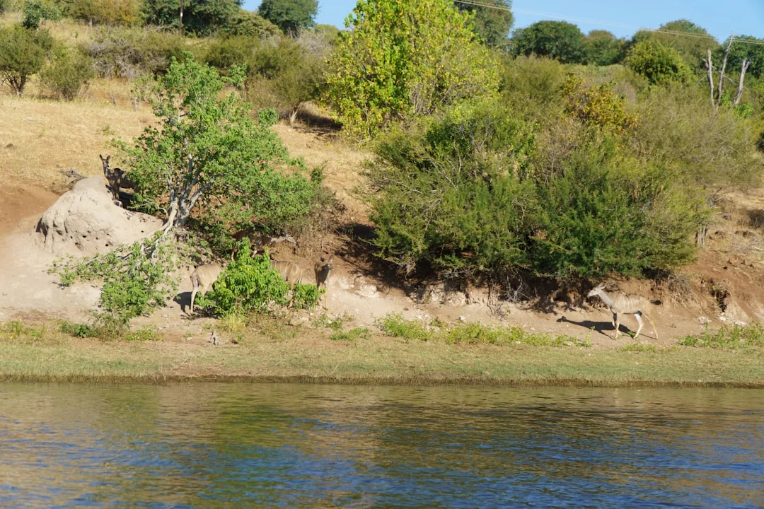 6 Day Festive Wilderness Escape – Ndutu & Ngorongoro Safari Overview