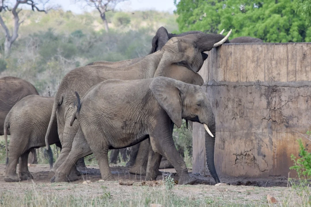 7 Day Glimpse of Northern Tanzania - Dry Season Safari Overview