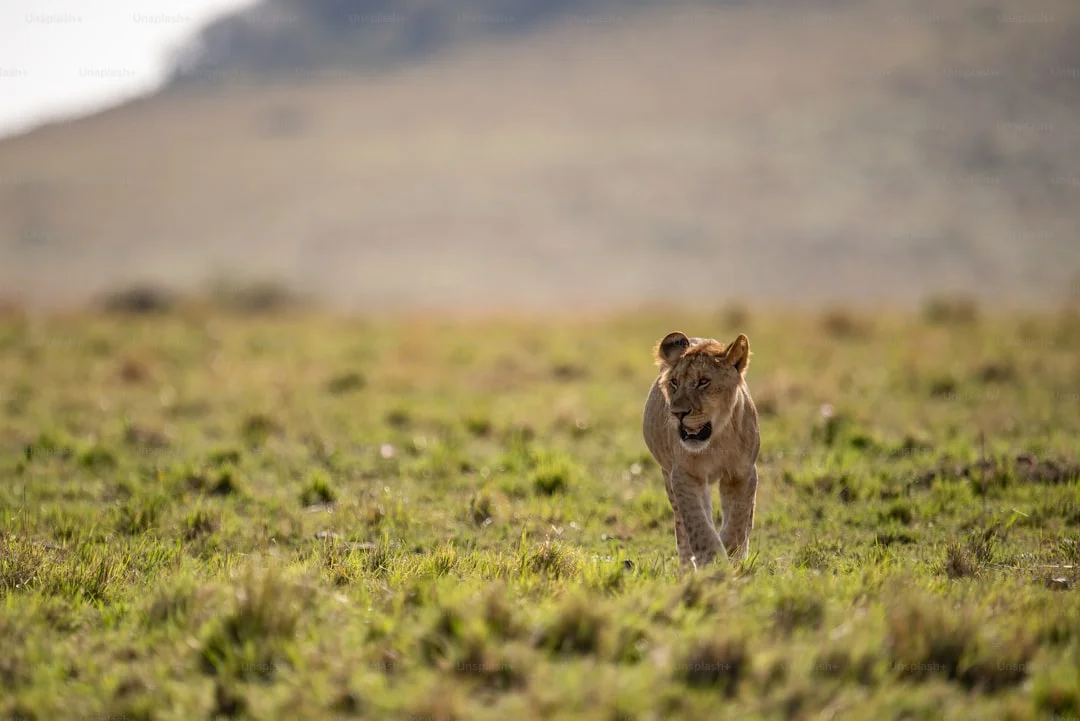 7 Day Glimpse of Northern Tanzania - Dry Season Safari Overview