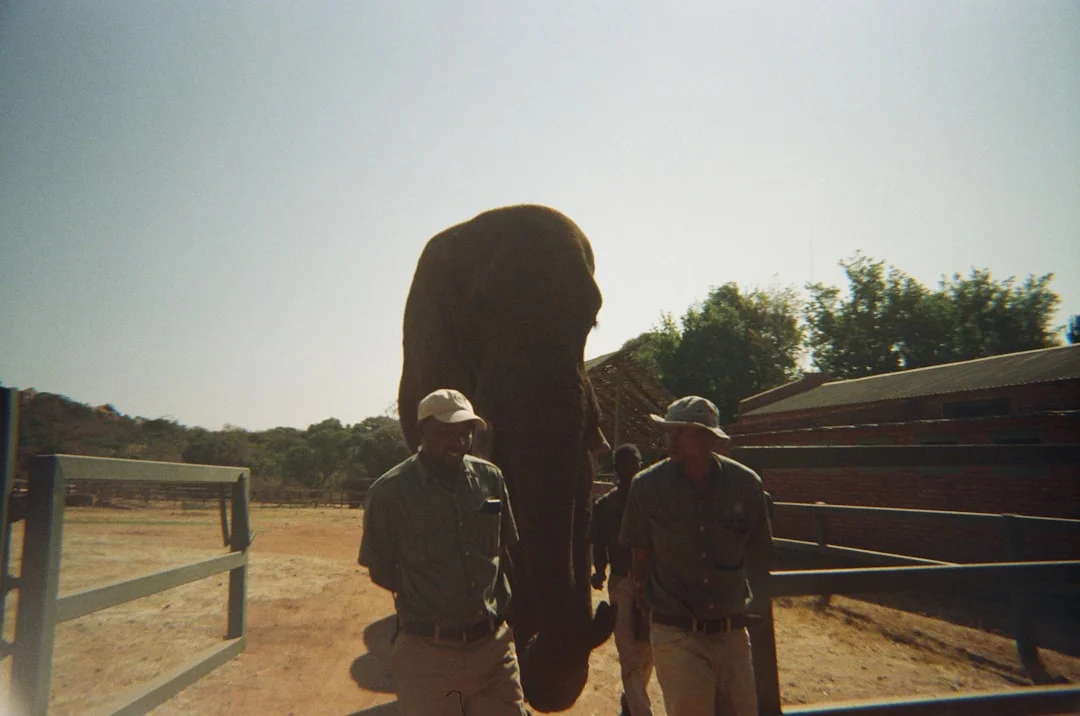 7-Day Wildebeest Calving Photographic Safari 2026