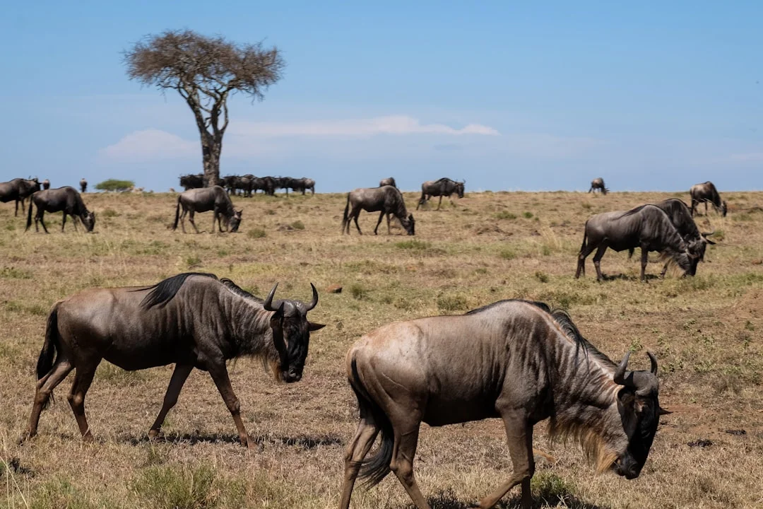 Amboseli & Tsavo Circuit
