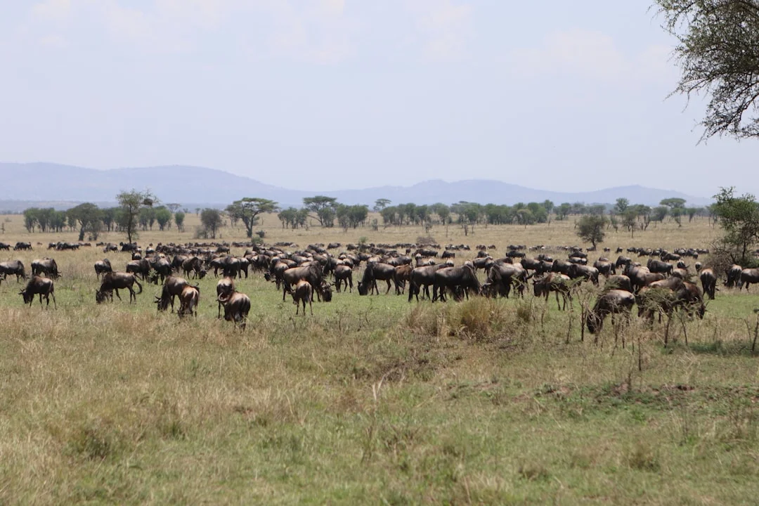 Amboseli & Tsavo Circuit Safari Overview
