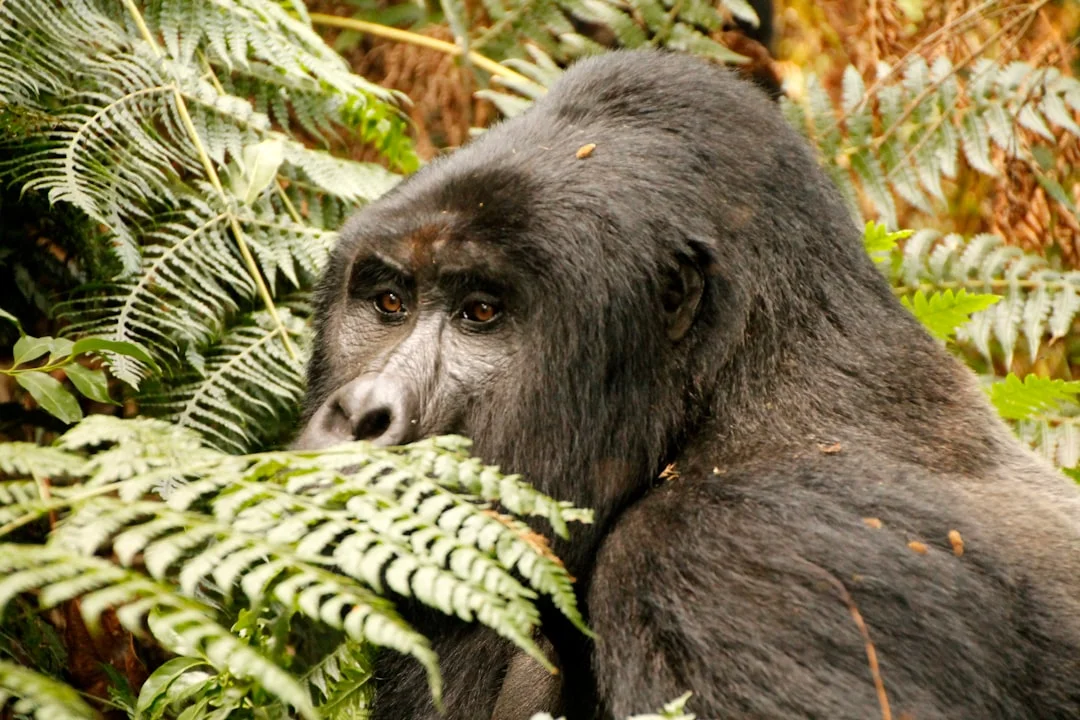 Bwindi Gorilla Express