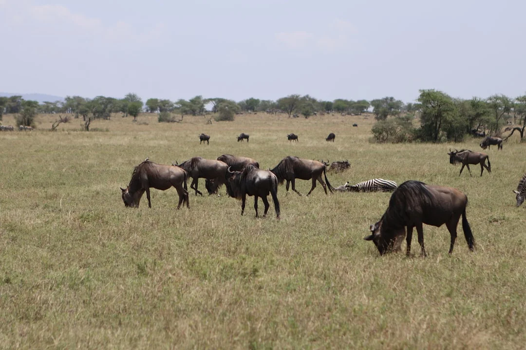 Classic Northern Circuit Safari Safari Overview