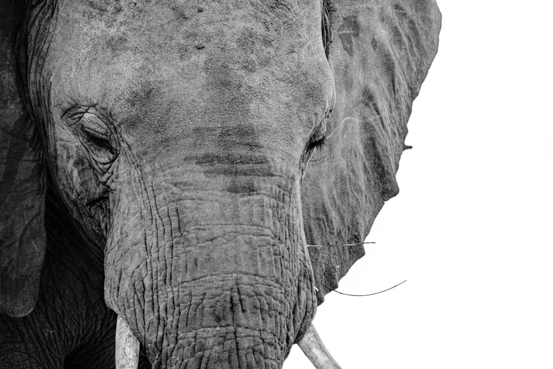 Kenya Highlights Safari