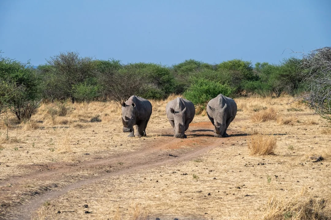 Lemosho Route - Luxury 8-Day Summit Experience