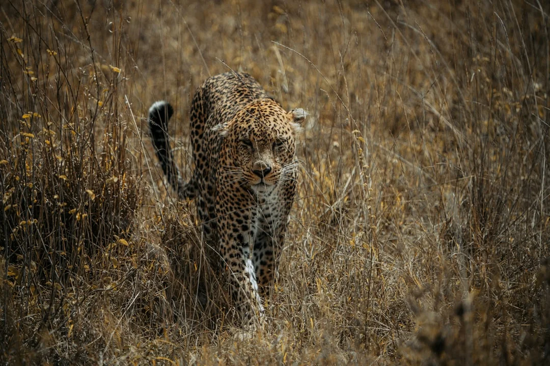 Maasai Mara Big Cat Safari