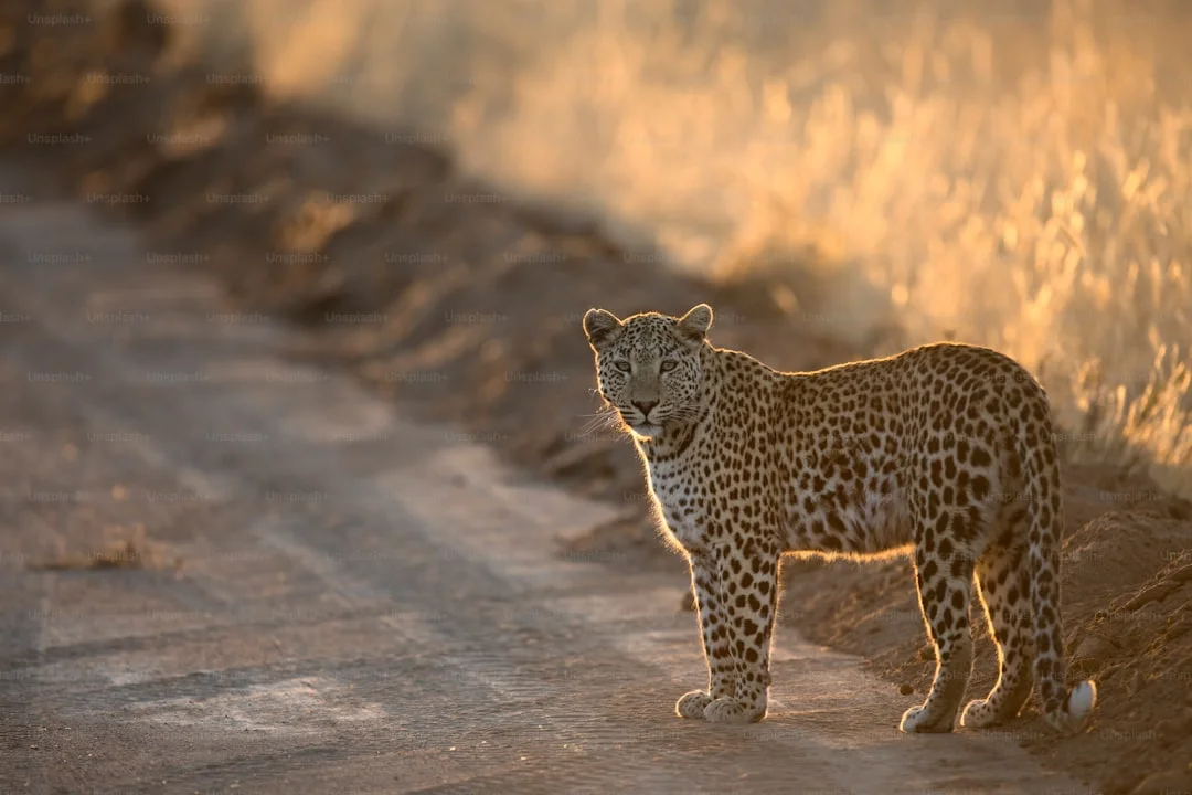 Machame Route - Whiskey Route Premium Experience Safari Overview