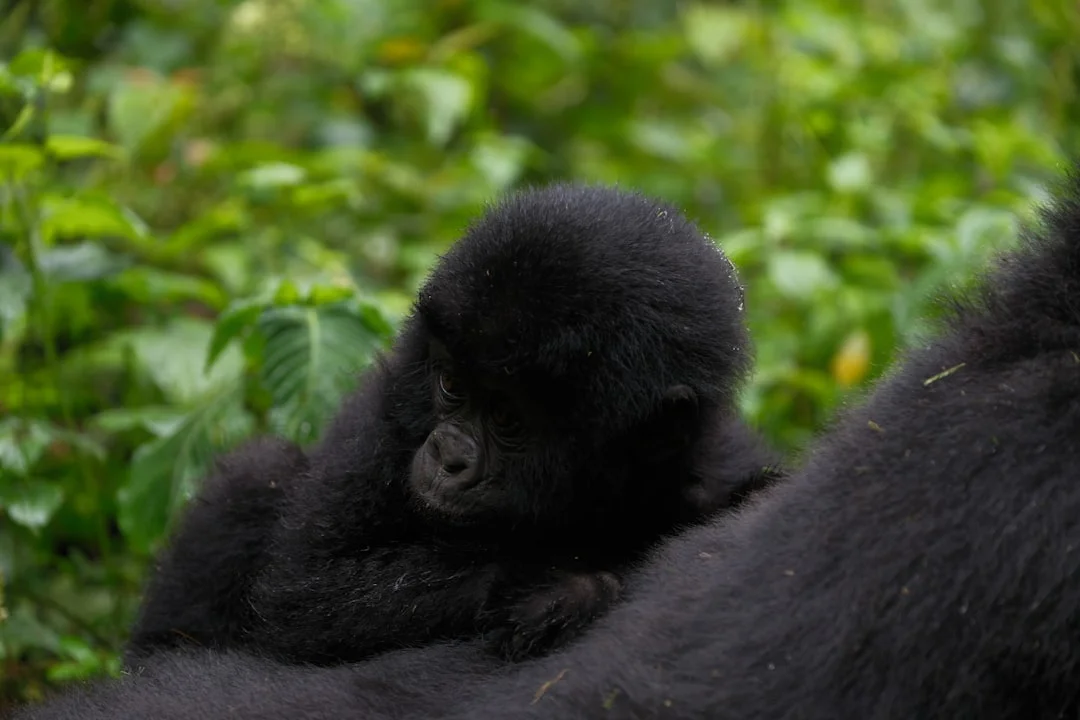 Rwanda Gorillas & Golden Monkeys Safari Overview