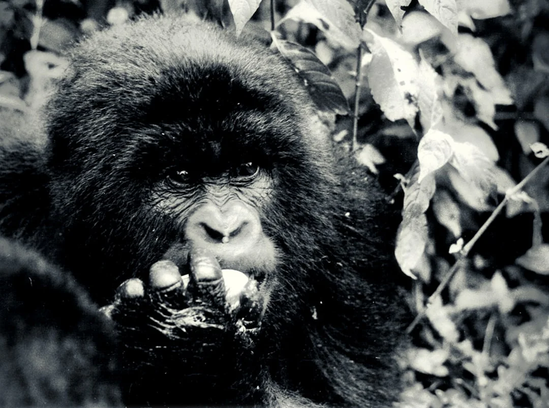 Rwanda Primates & Rainforest