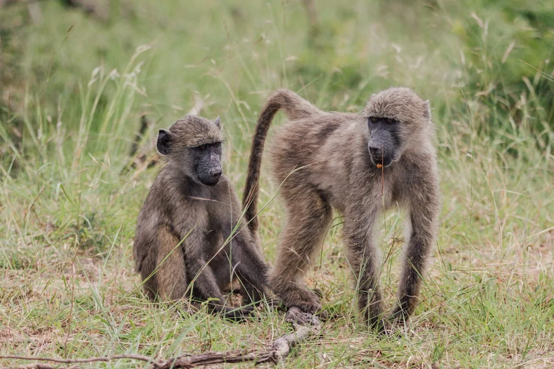 Rwanda Primates & Rainforest Safari Overview