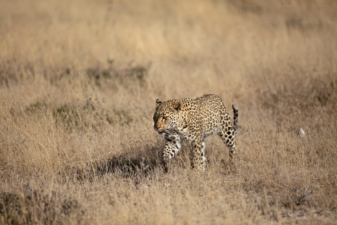 The Great Northern Explorer: 8-Day Tanzania Safari