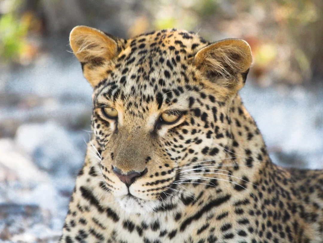 The Great Southern Plains: 4-Day Wildlife & Culture Adventure Safari Overview