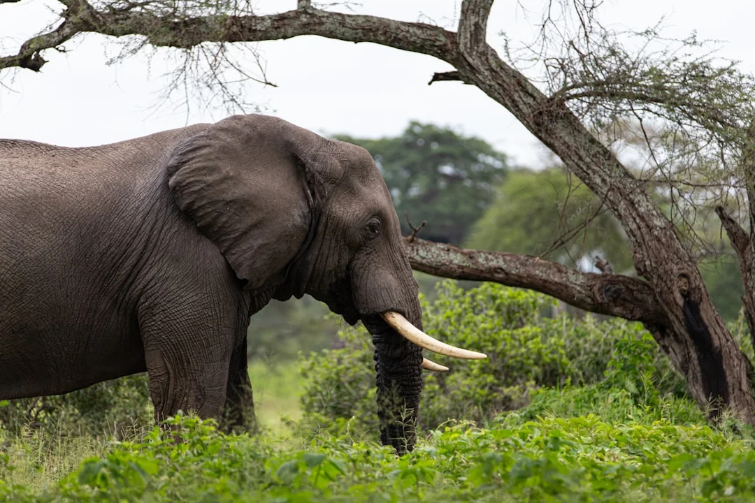 Uganda Gorilla & Wildlife Safari Safari Overview