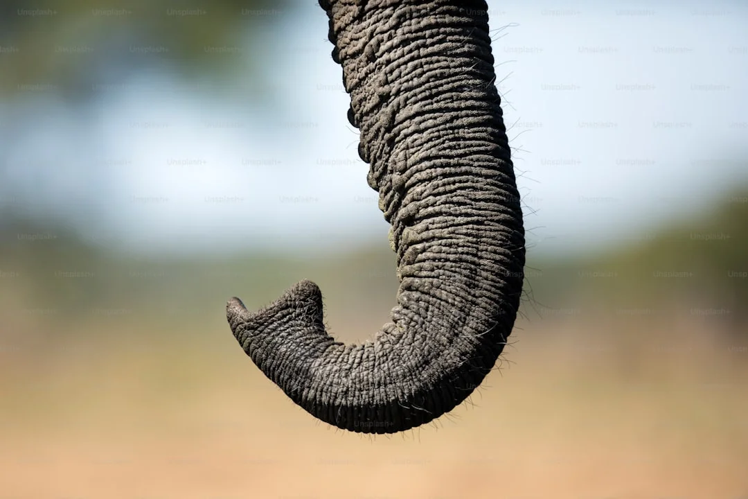 Uganda Gorilla & Wildlife Safari
