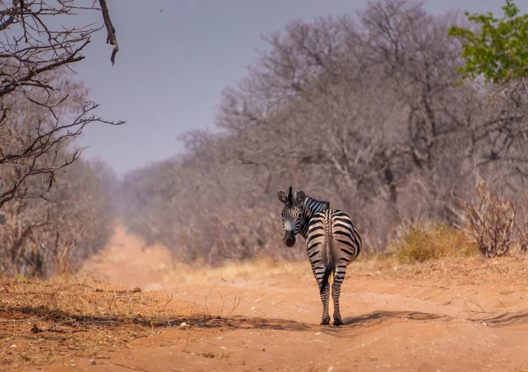 Umbwe Route - Direct Challenge Premium