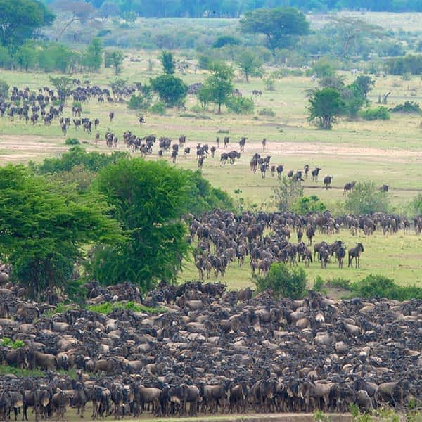 Great Migration Safari