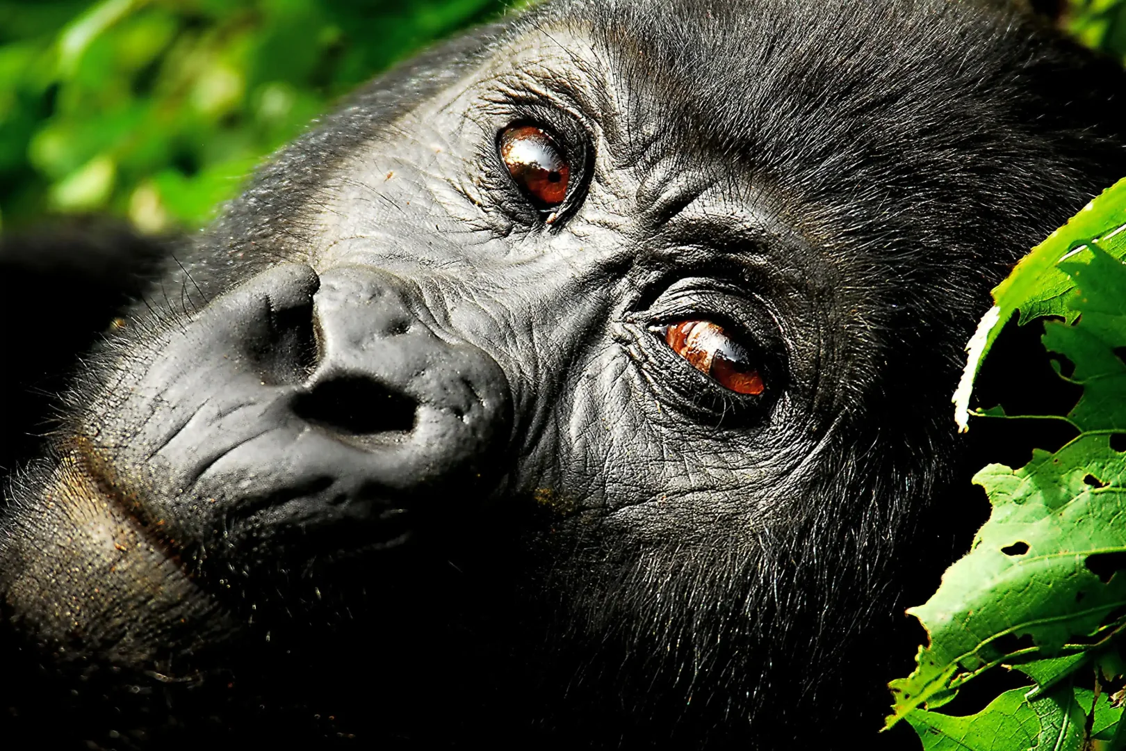 Uganda Gorilla & Wildlife Safari