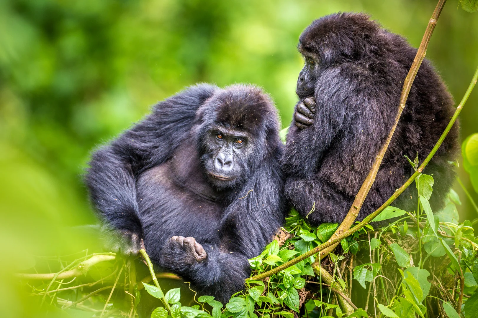 Rwanda Gorillas & Golden Monkeys