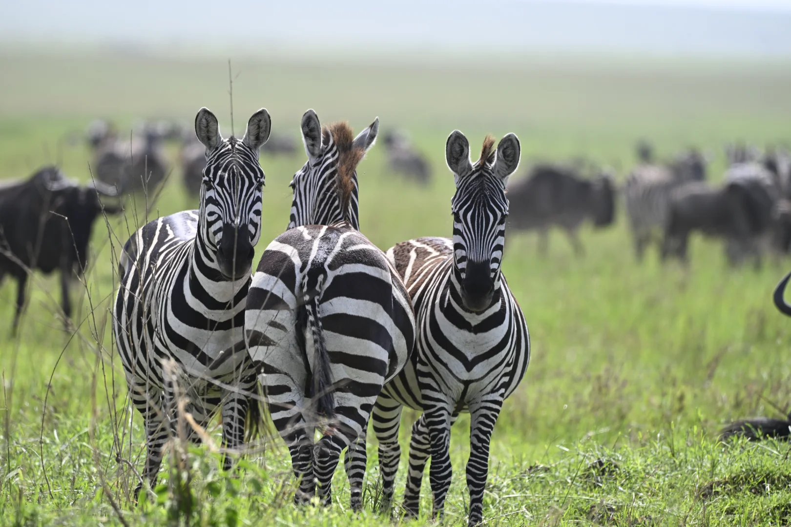 10-Day Tanzania Green Season Safari