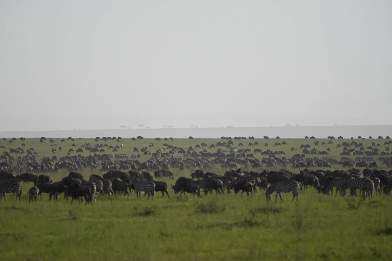 The Great Northern Explorer: 8-Day Tanzania Safari