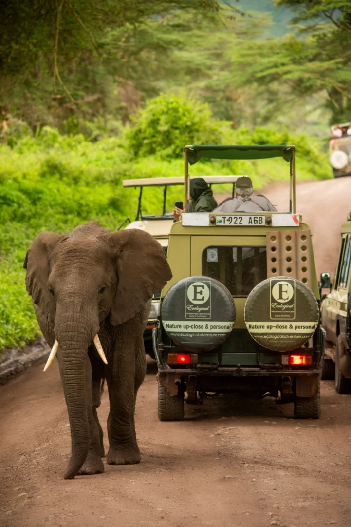 6 Day Festive Wilderness Escape – Ndutu & Ngorongoro