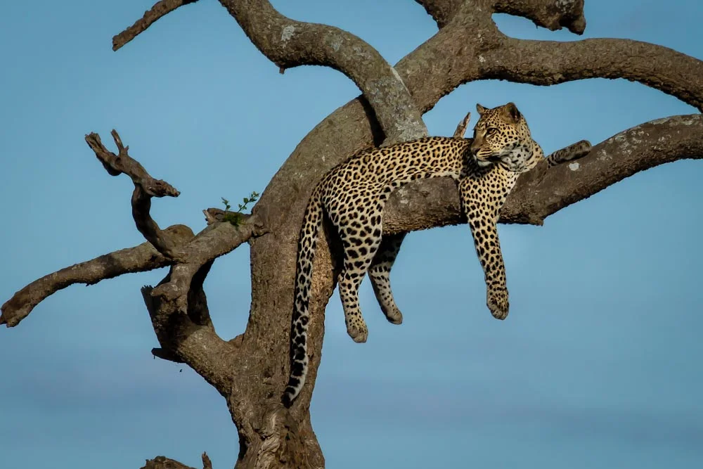 12-Day  Predators & Prey Safari