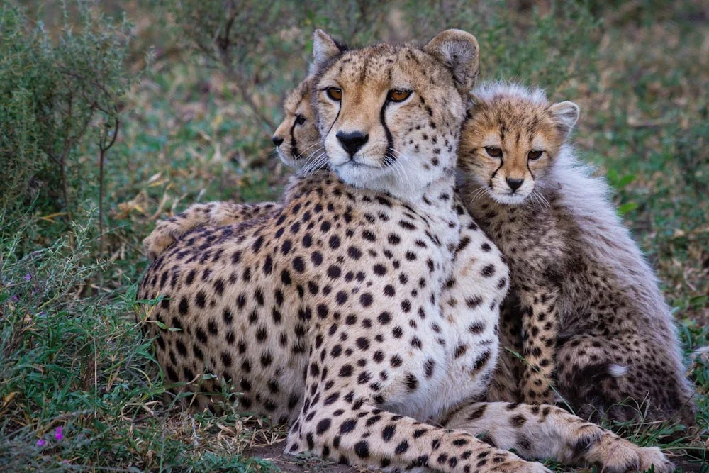 6-Day tanzania Safari 2026