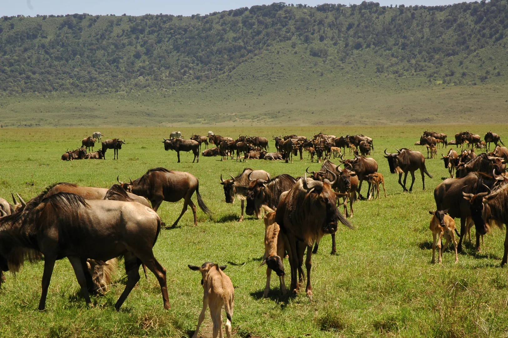 7-Day Wildebeest Calving Photographic Safari 2027