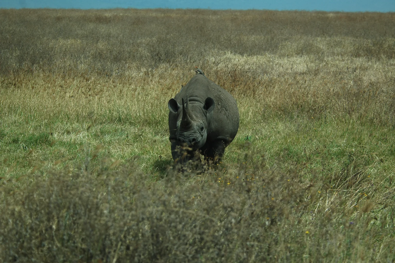 Great Migration Safari