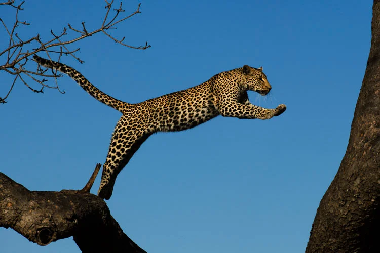 The Great Southern Plains: 4-Day Wildlife & Culture Adventure