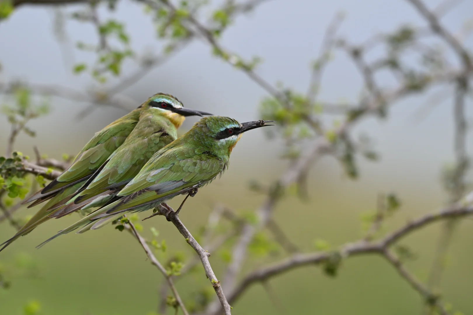 21-Day Northern Tanzania Birding Safari