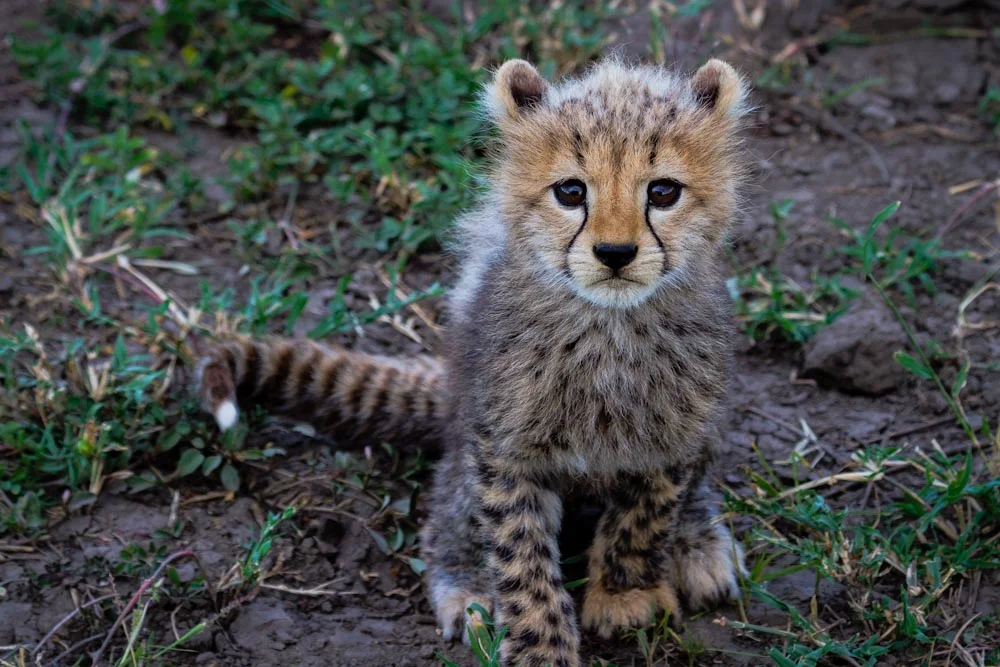 7 Day Glimpse of Northern Tanzania - Dry Season