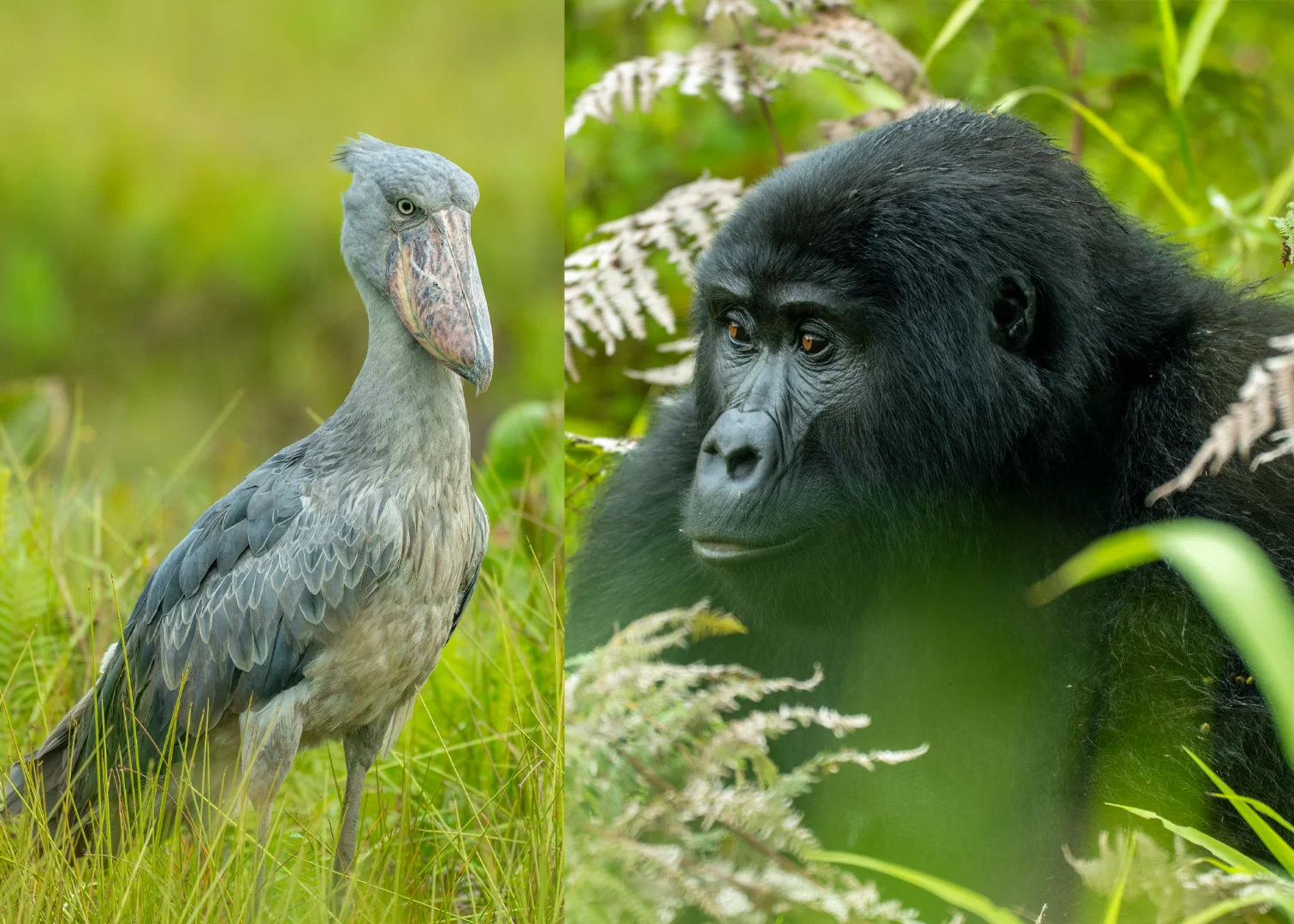 Uganda Gorilla & Shoebill Adventure