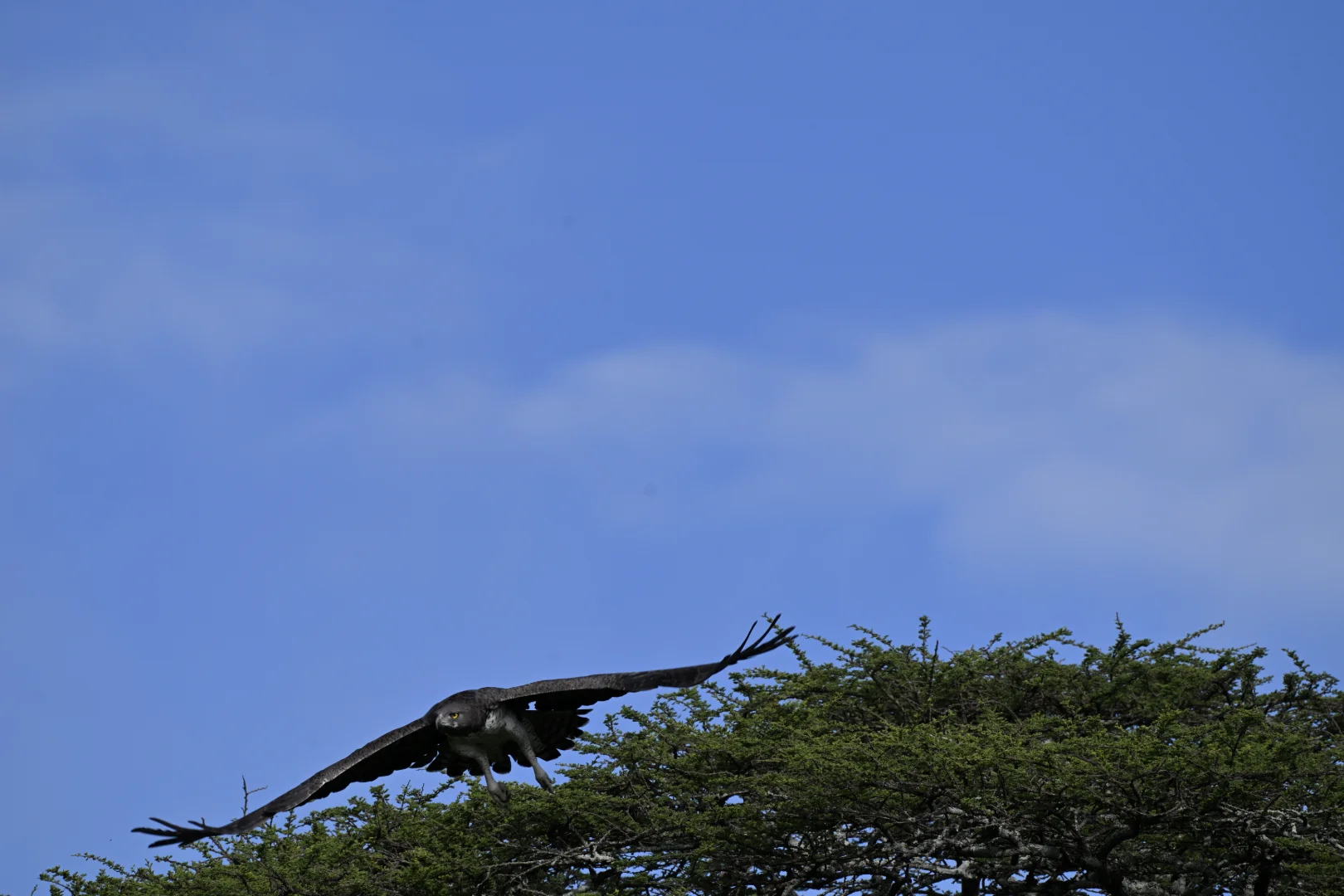 16-Day Mara River & Chimpanzee Safari