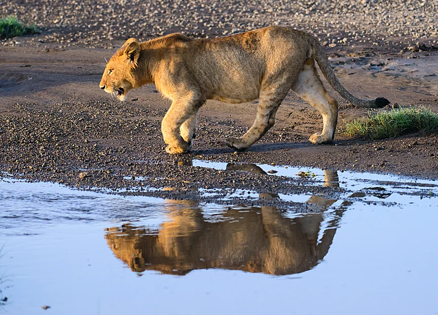 Ngorongoro Crater Day Trip