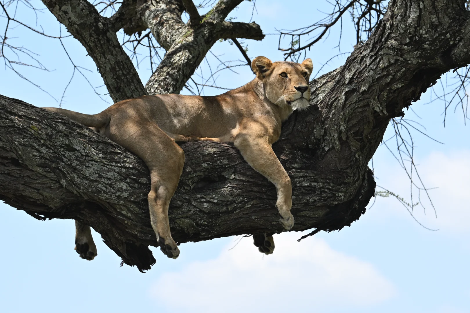 Lake Manyara Day Safari