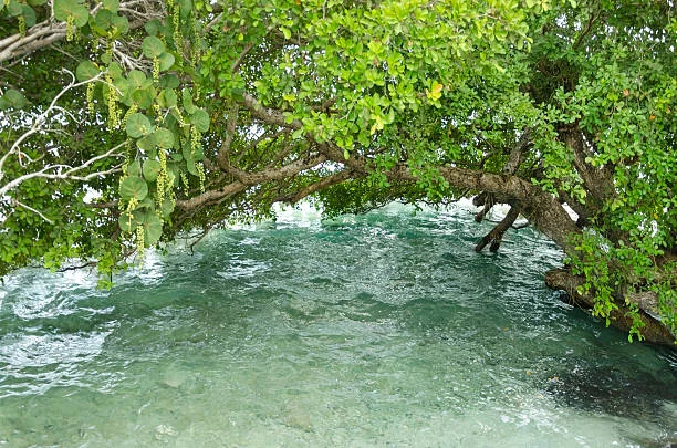 Kikuletwa Hot Springs Retreat