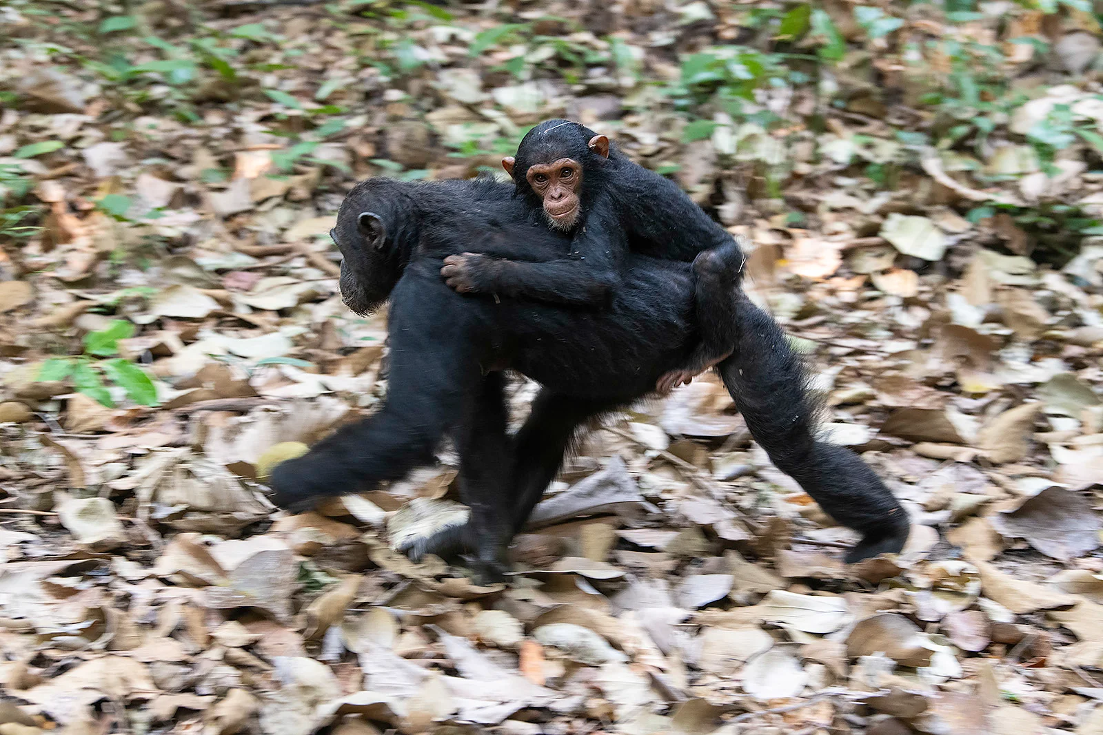 16-Day Mara River & Chimpanzee Safari