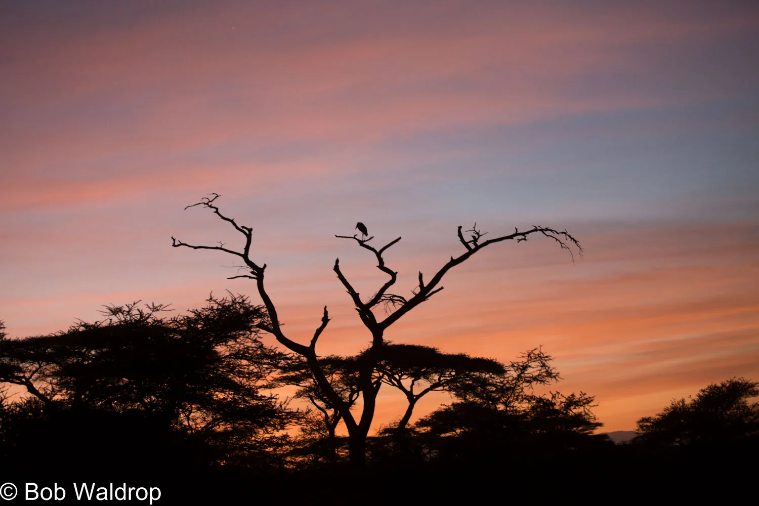 Southern Tanzania Wilderness