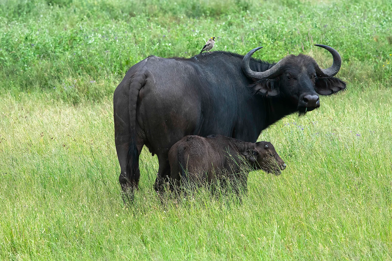 Amboseli & Tsavo Circuit