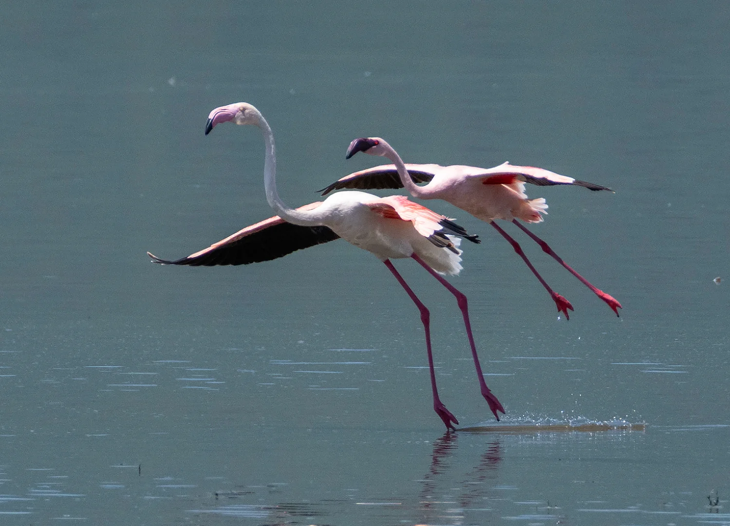 Ngorongoro Crater Day Trip