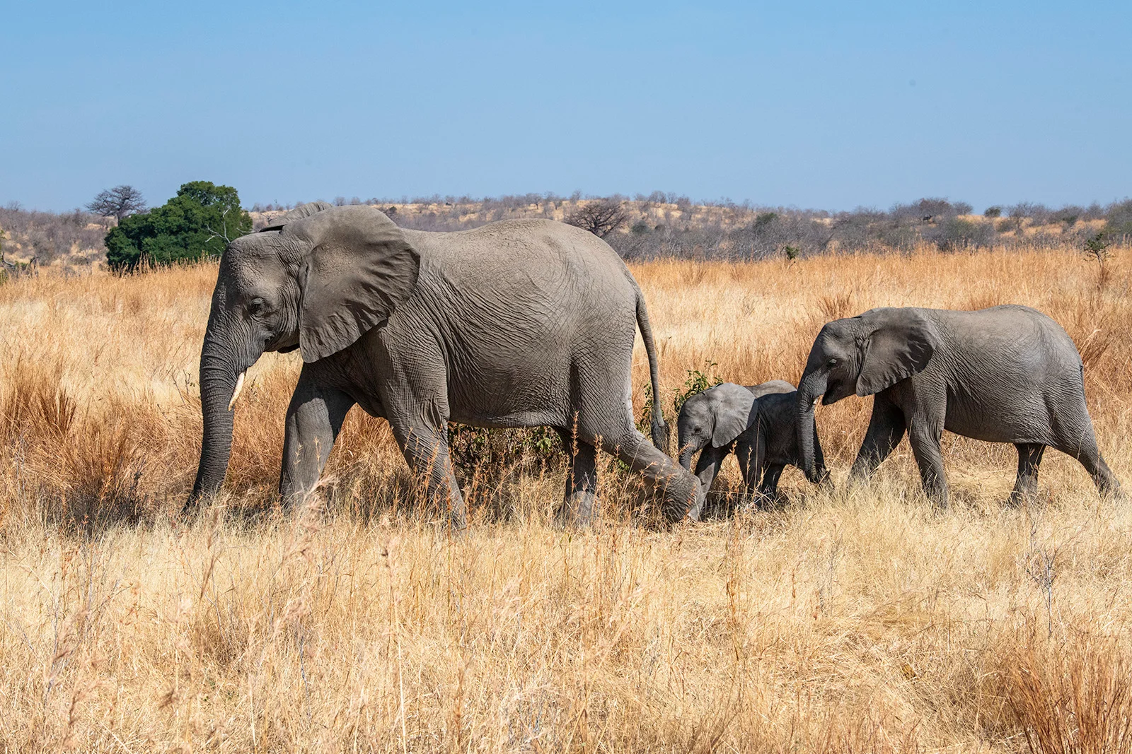 Ngorongoro & Serengeti Express