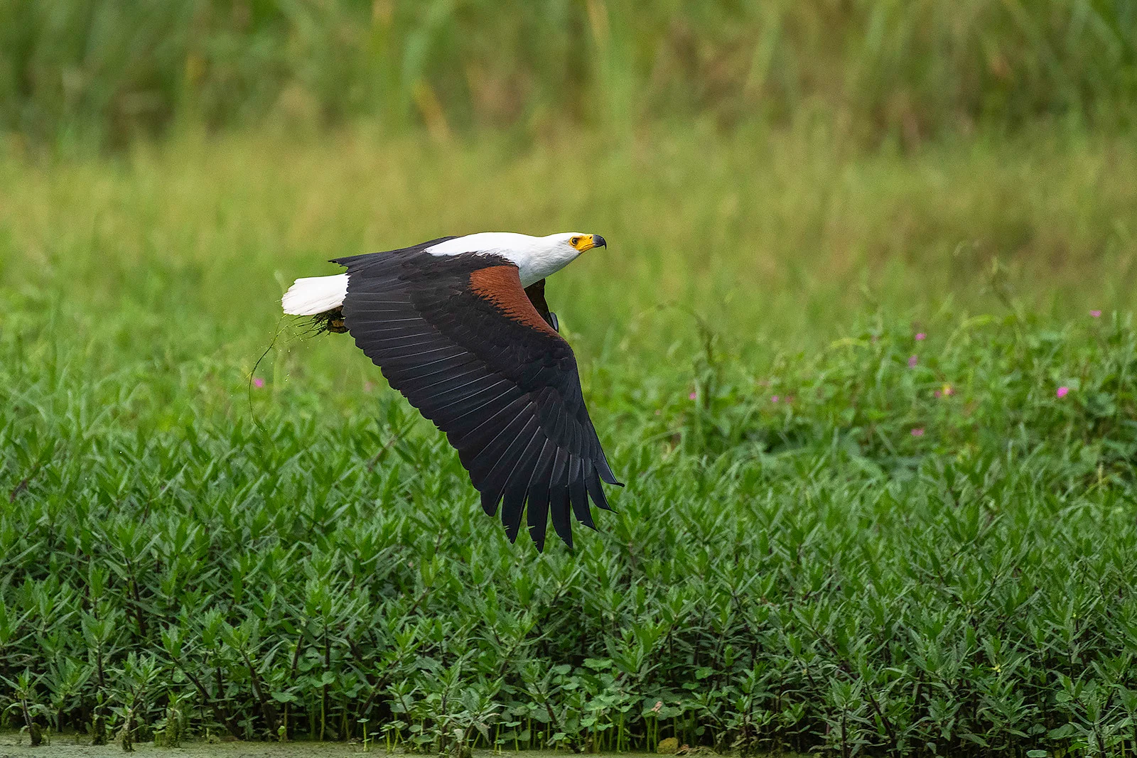 21-Day Northern Tanzania Birding Safari