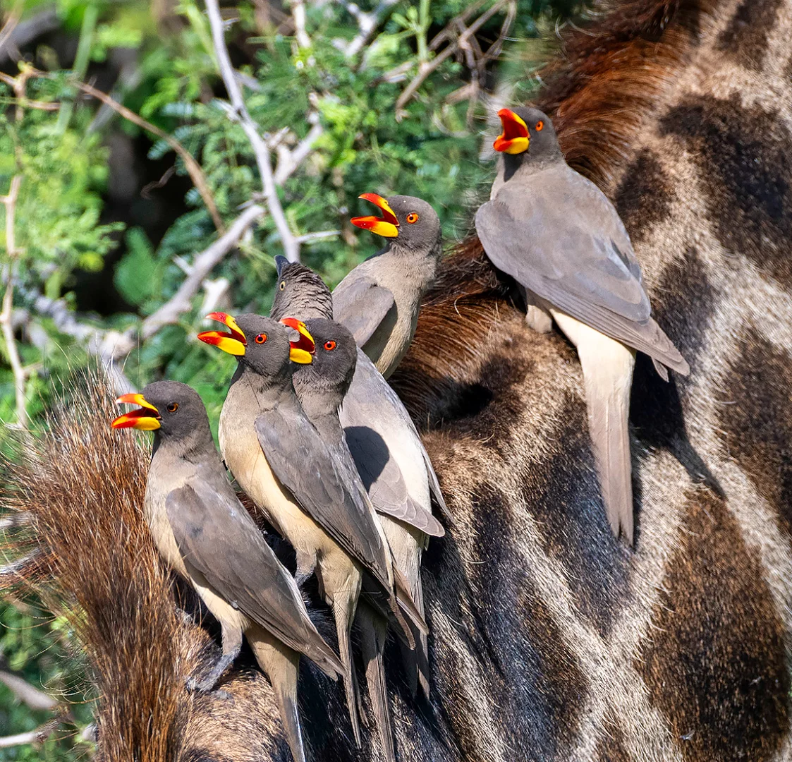 Rwanda Primates & Rainforest